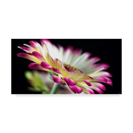 Trademark Fine Art Gordon Semmens 'Pink Petals' Canvas Art, 12x24 ALI35378-C1224GG